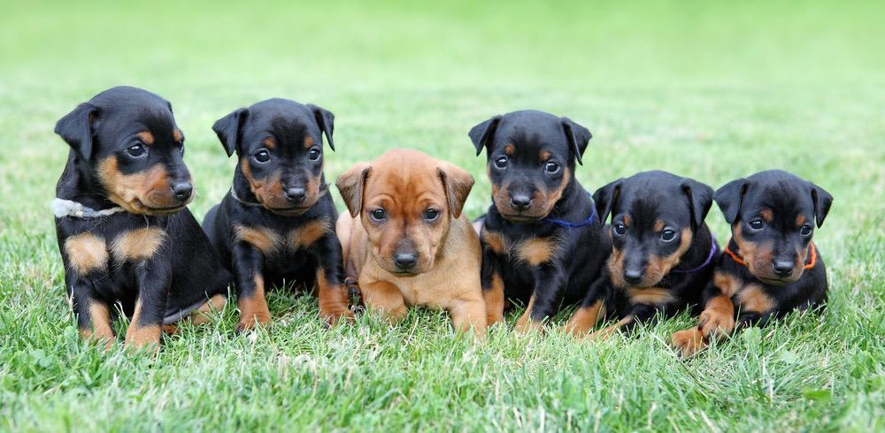 how big does a female doberman get