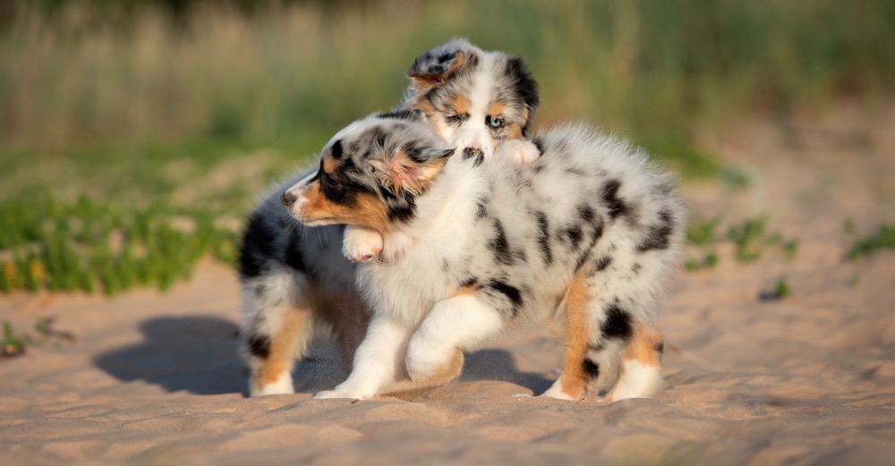 Australian Shepherd 8 Weeks Old