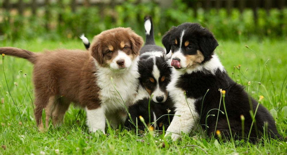 Australian Shepherd Development