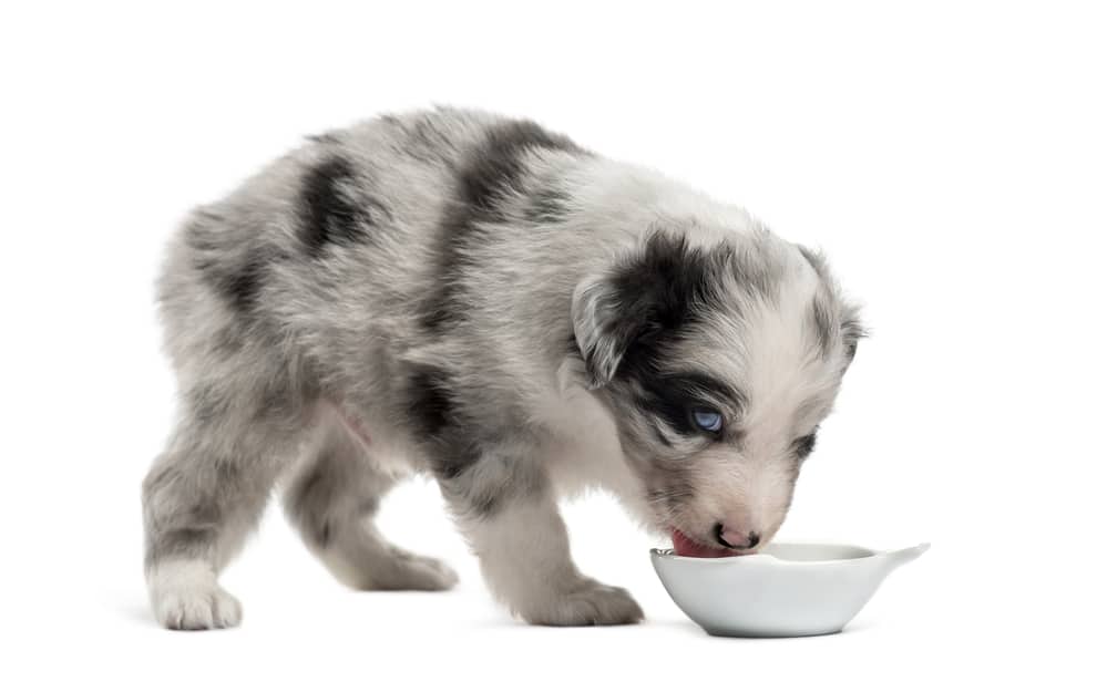 what to feed a australian shepherd