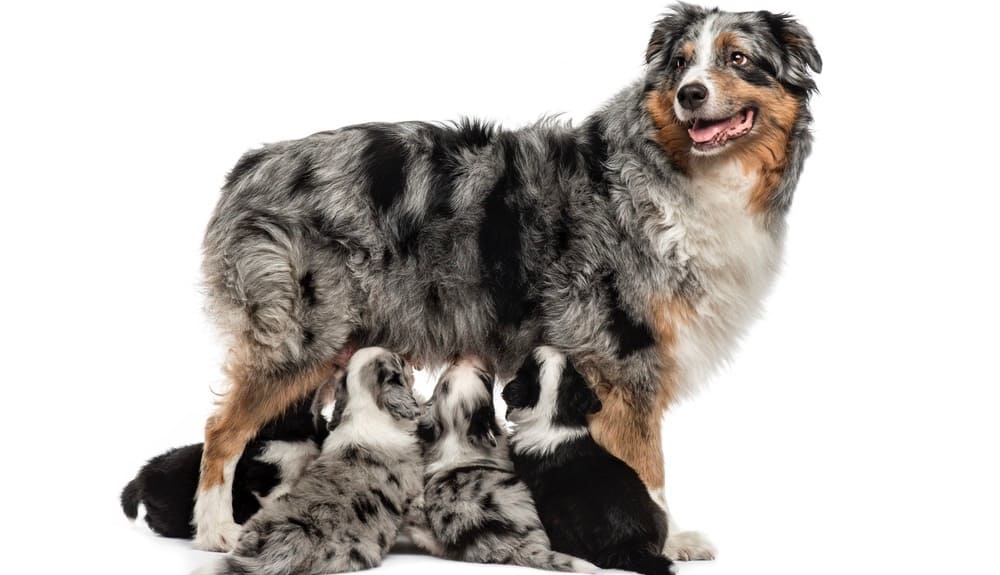 Australian Shepherd Feeding