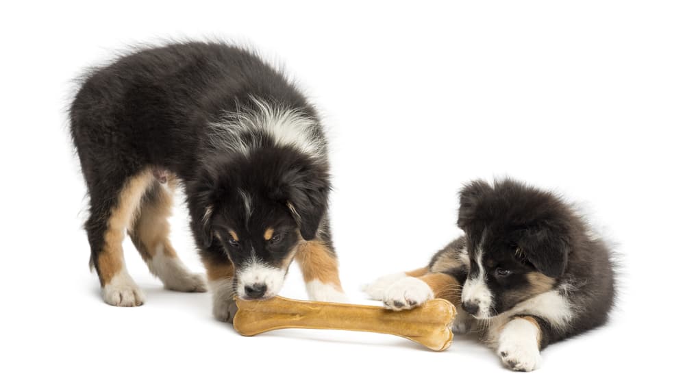 Australian Shepherd Feeding Chart