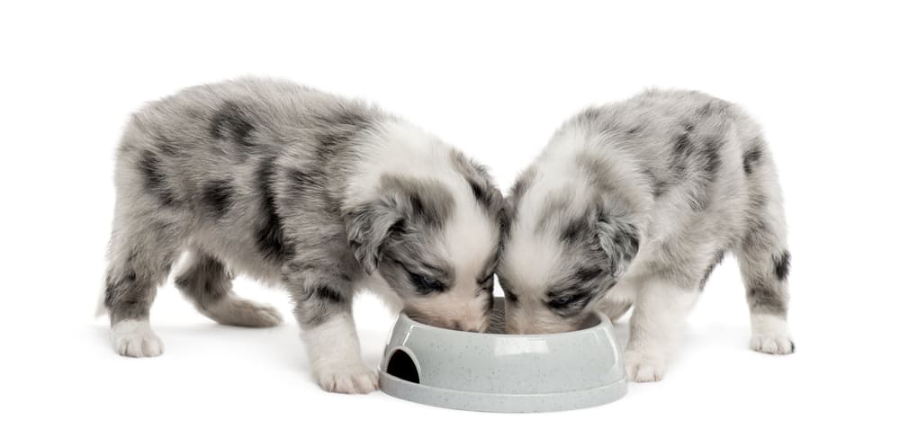 how much should australian shepherds eat