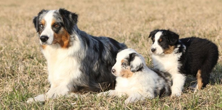 How Much To Feed Australian Shepherd Puppy | 4 Week, 6 Week, 8 Week