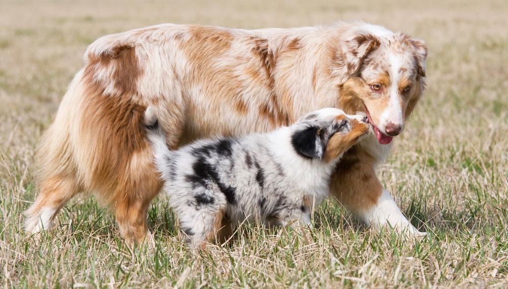 Australian Shepherd Food Chart