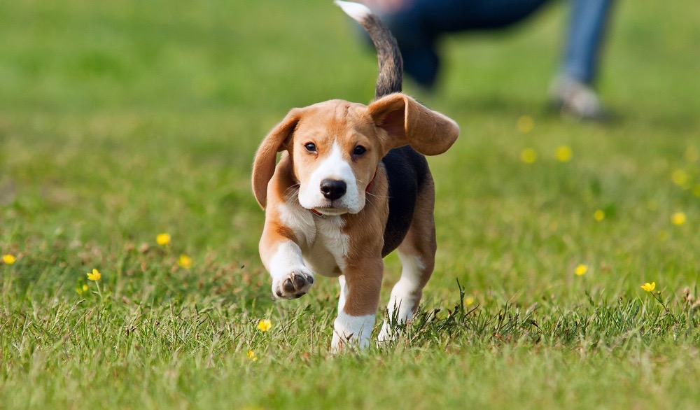 how much should my 1 month old beagle puppy weigh