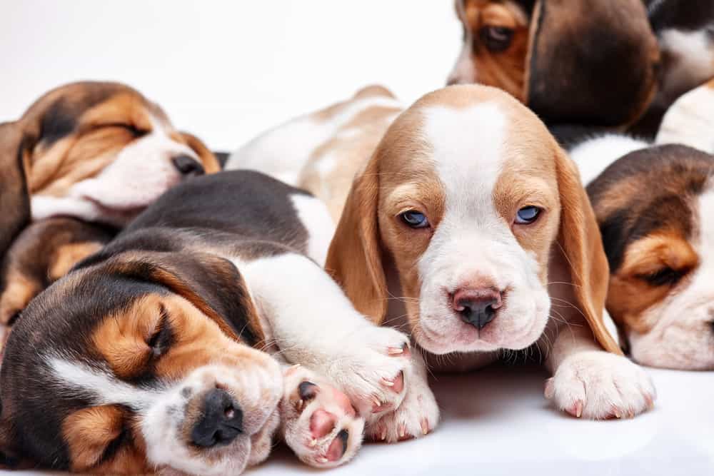  Crescita dei cuccioli di Beagle