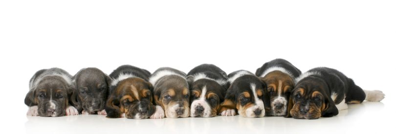 Beagle Growth Chart & Size Chart | How Big Do Beagles Get