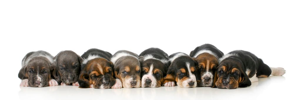 Beagle Puppy Growth Chart