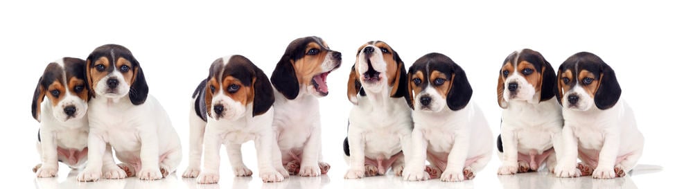  Tableau de poids du chiot Beagle