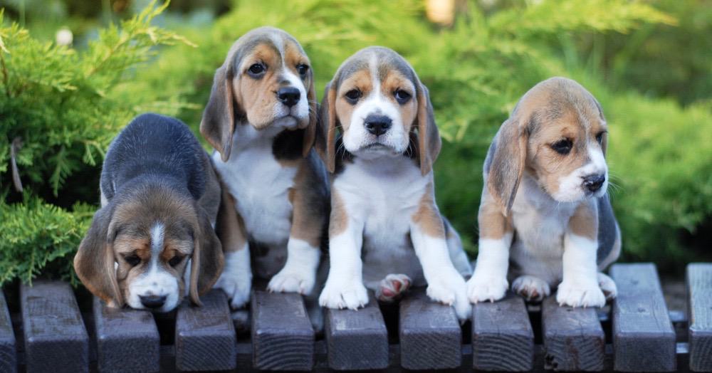 Beagles Schwangerschaft