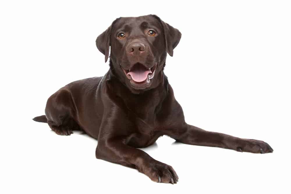 whats the ideal weight for a labrador