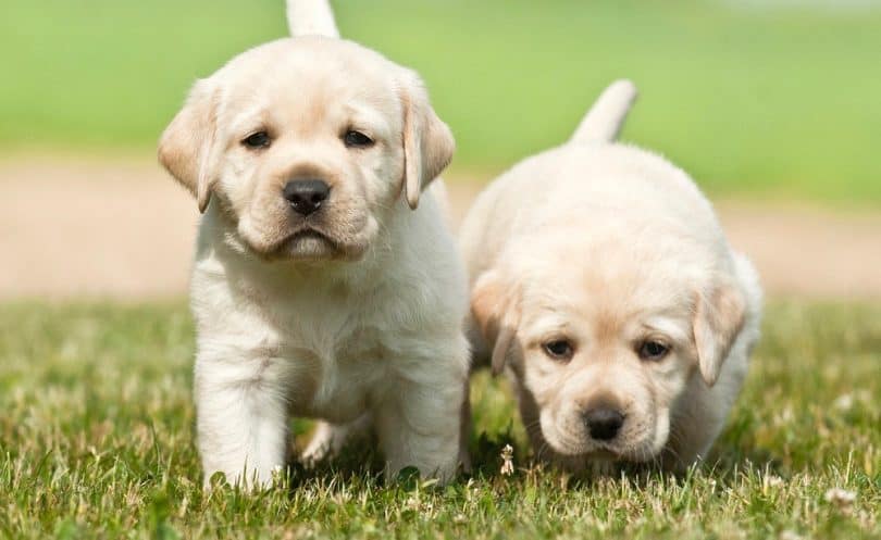 how to identify a english labrador pure breed