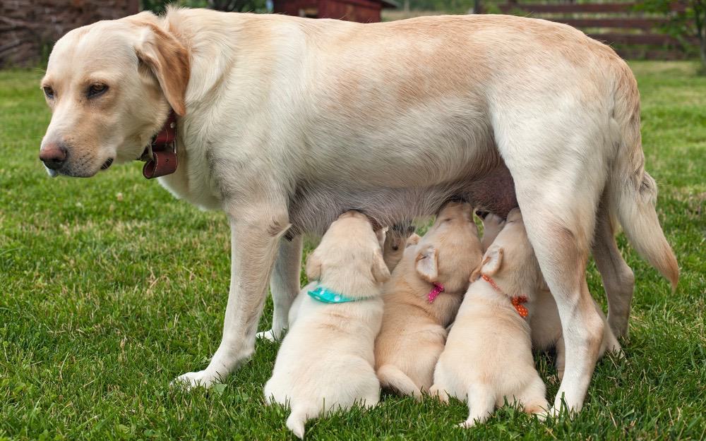 labrador growth rate chart