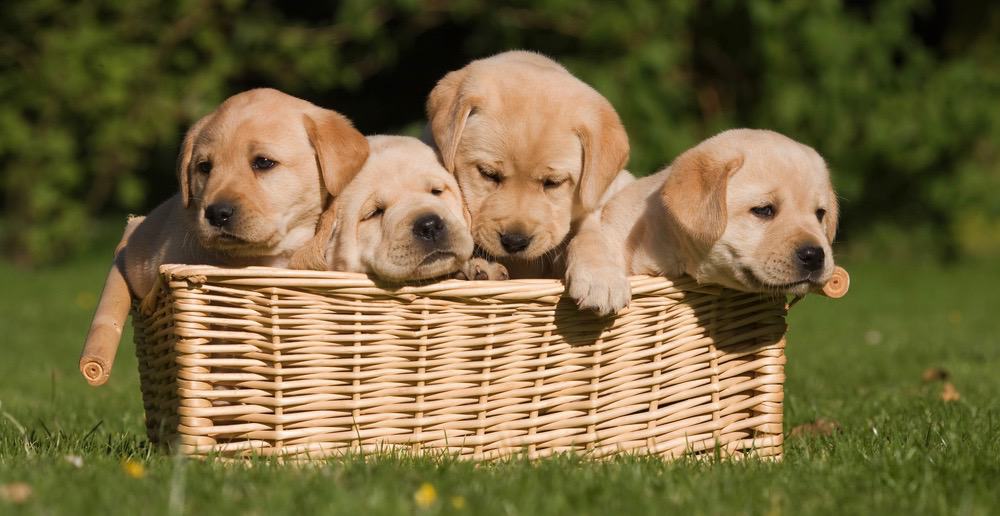 Labrador Puppy Right Weight