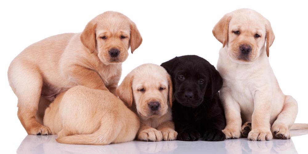 how long can a 10 week old lab puppy hold it