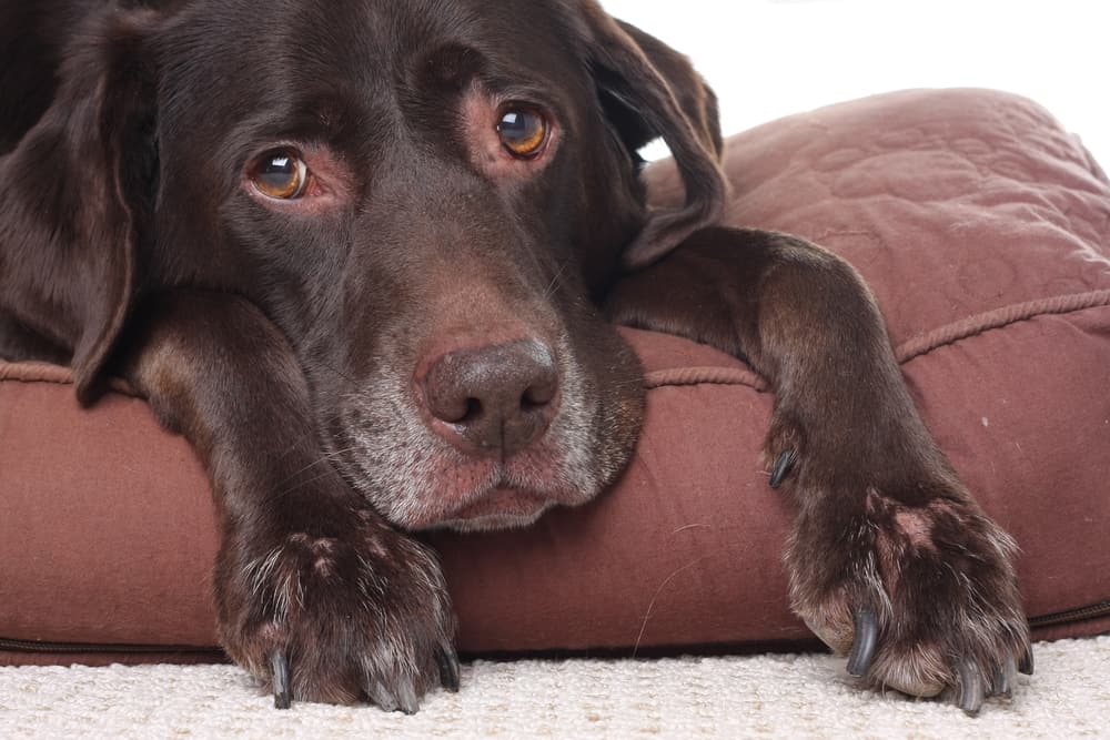 Labradors Development