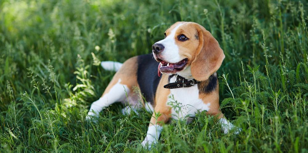 ビーグル犬はいつ成長を止めるのですか