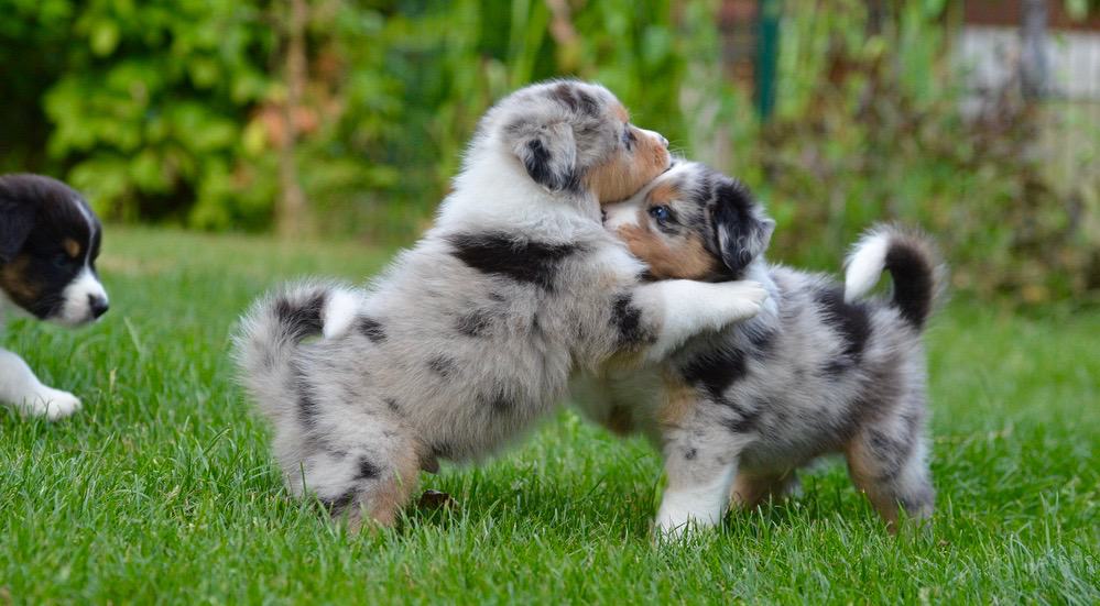 Australian Shepherd Growth Chart Aussie Weight & Size Chart