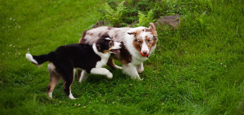 Australian Shepherd Growth