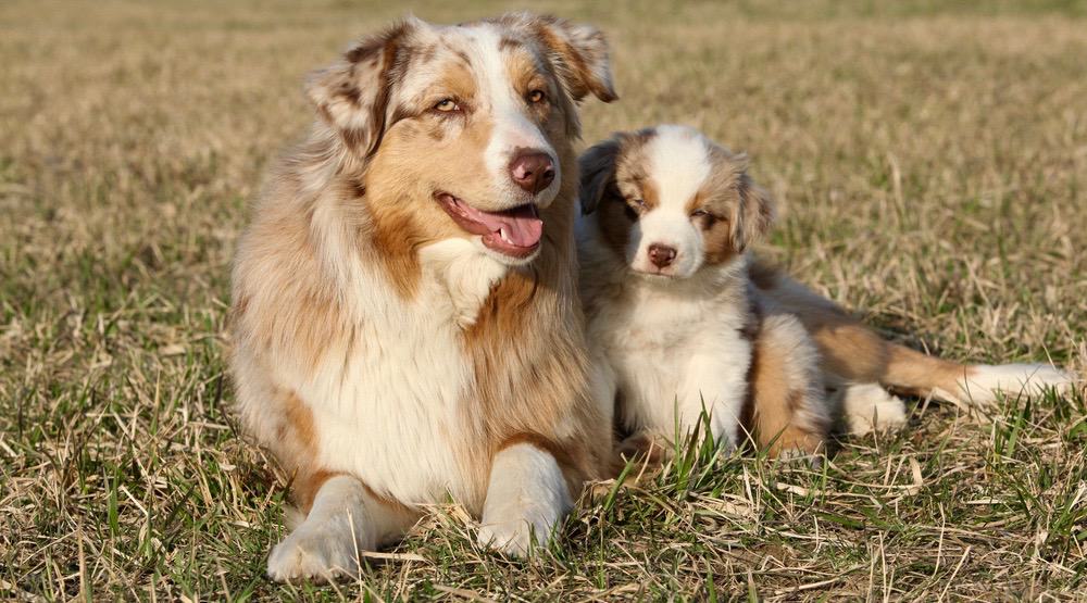 Australian Shepherd Pregnancy