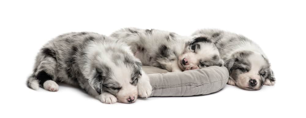 Australian Shepherd Puppies Weight Chart