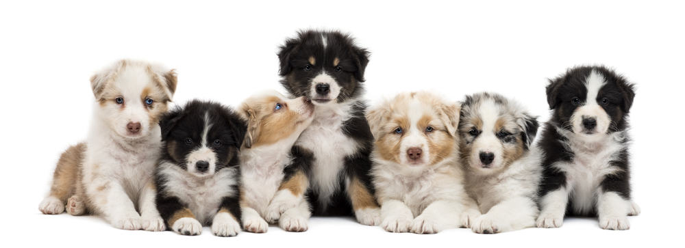 are australian shepherd medium or large breed