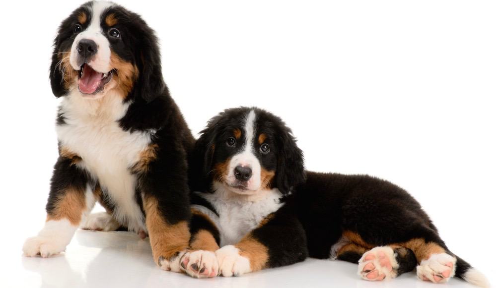 Bernese Mountain Dog Development