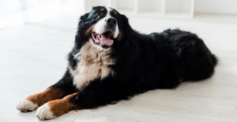 Bernese Mountain Dog Growth Chart | Weight & Size Chart