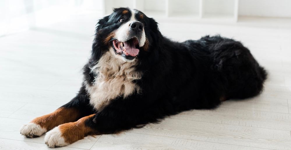 Bernese Mountain Dog Growth