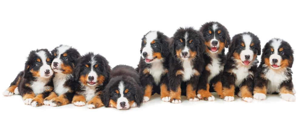 bernese mountain dog size chart