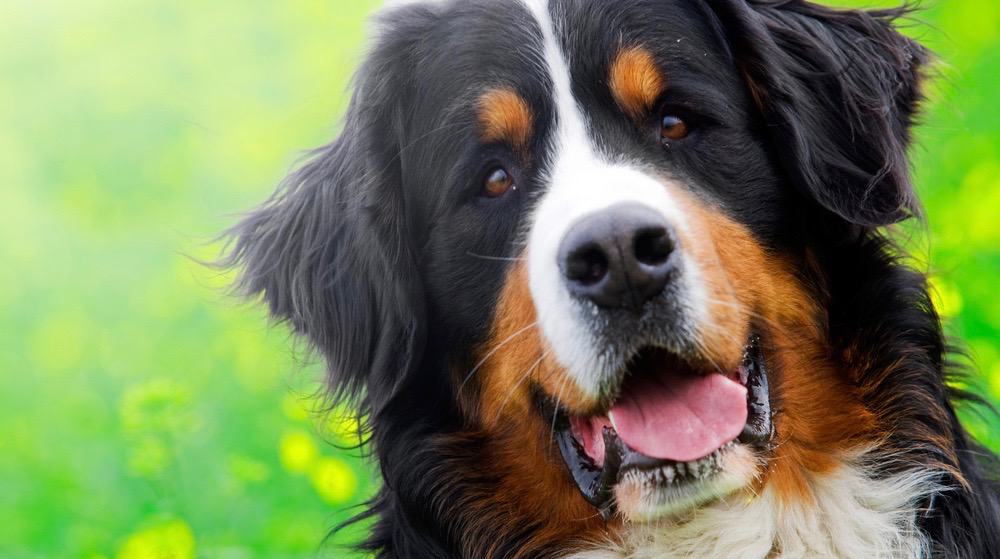 bernese mountain dog growth chart