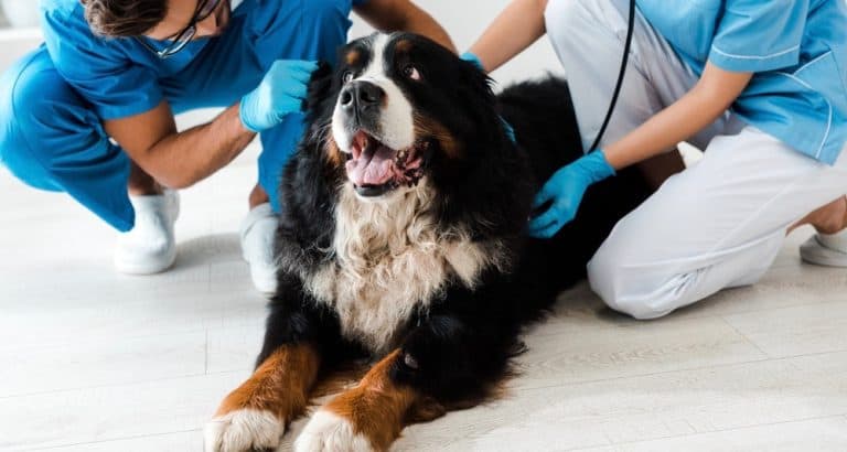 Bernese Mountain Dog Growth Chart Weight Size Chart