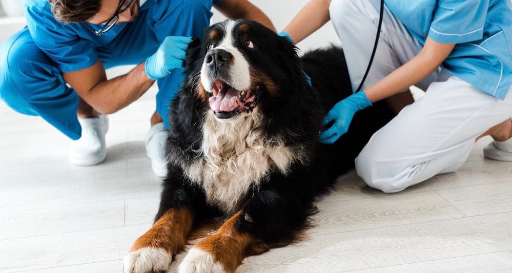 Bernese Mountain Dog Health Problems