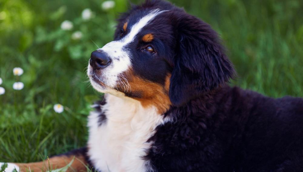 Bernese Mountain Dog Puppy Development