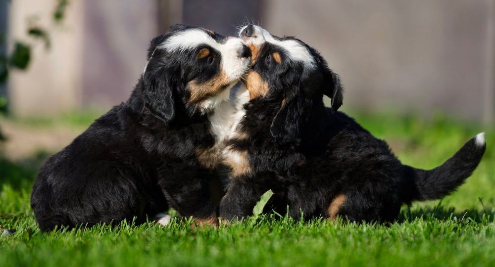 Bernese Mountain Dog Puppy Growth Chart