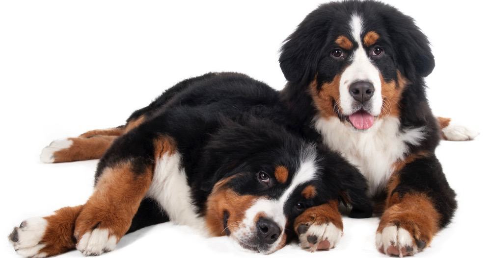 Bernese_Mountain Dog Puppy Weight Chart