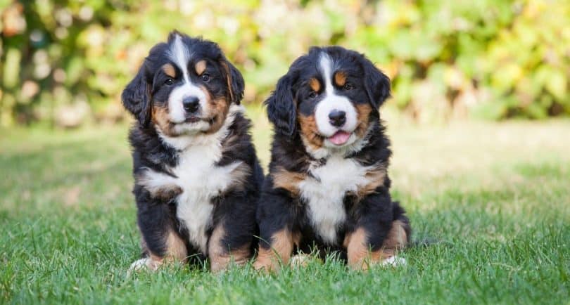 How Long Should I Feed My Bernese Mountain Dog Puppy Food