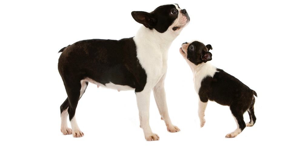 how much should a 7 month old boston terrier weigh