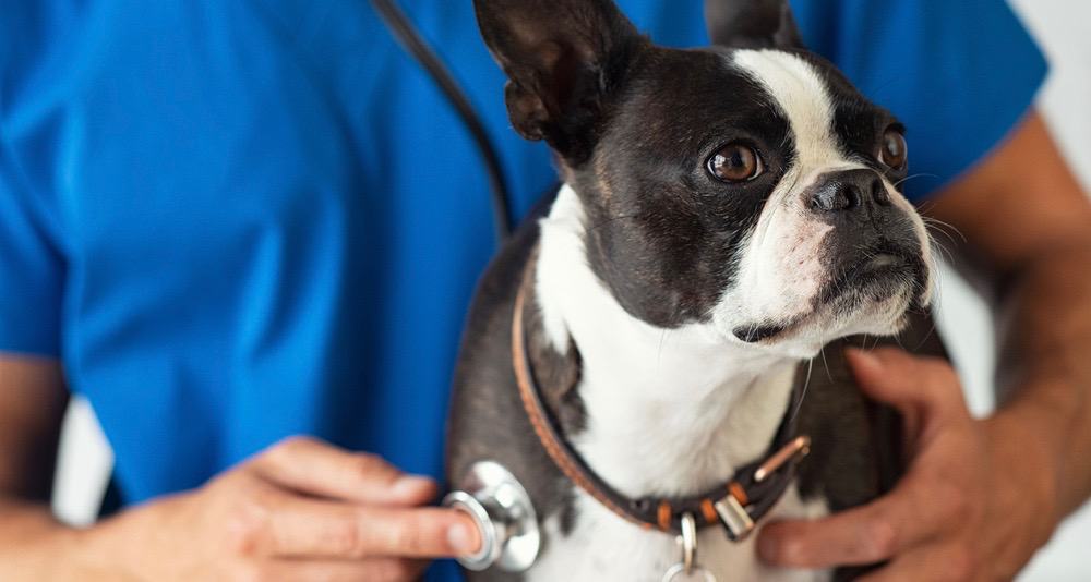 Boston Terrier Health Problems