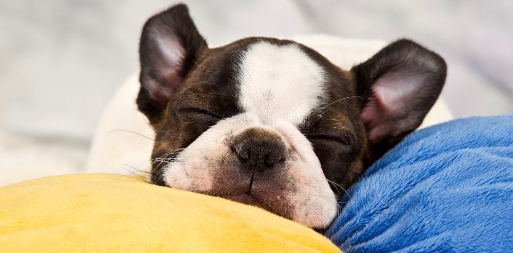 how long does it take for a boston terrier to fully grow