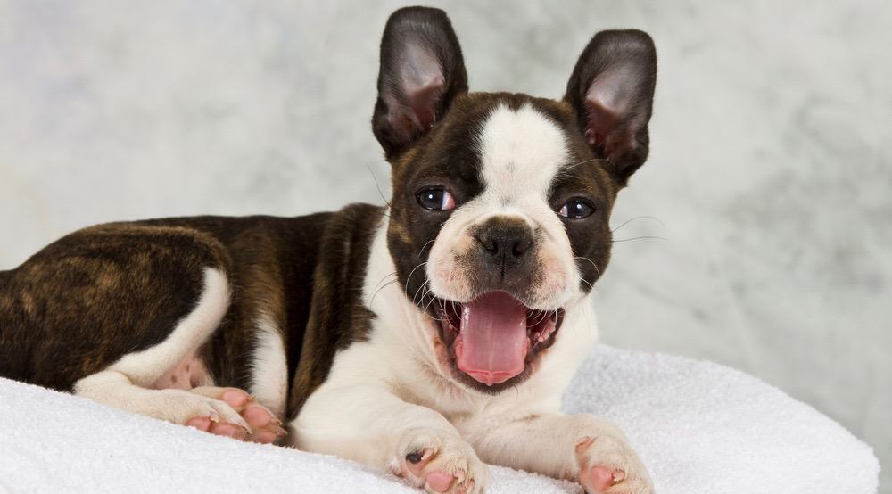Boston Terrier Right Weight