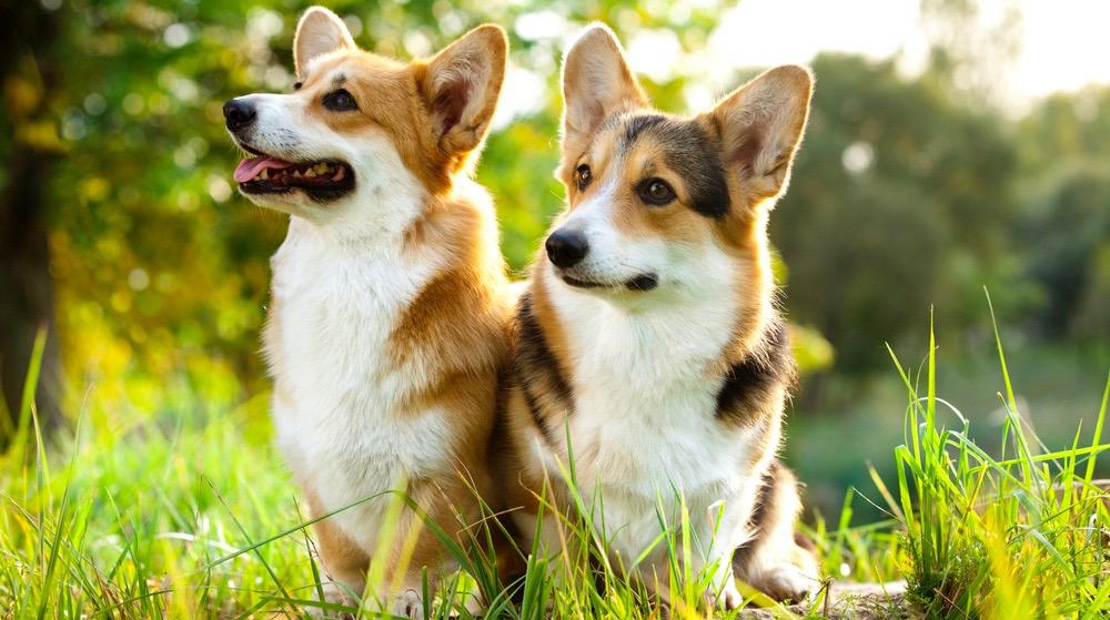 Cardigan Welsh Corgi