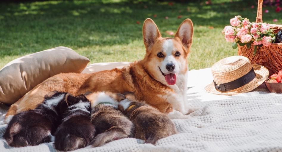 Corgi Development