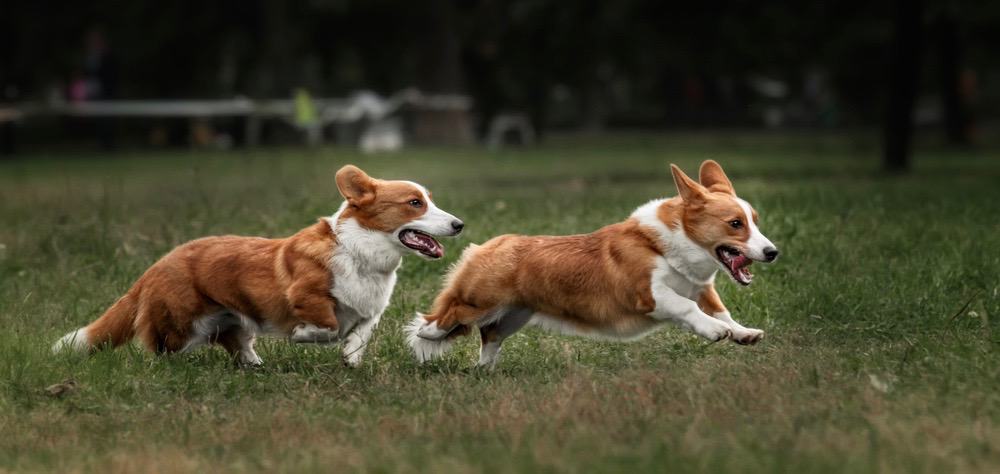 Corgi Growth