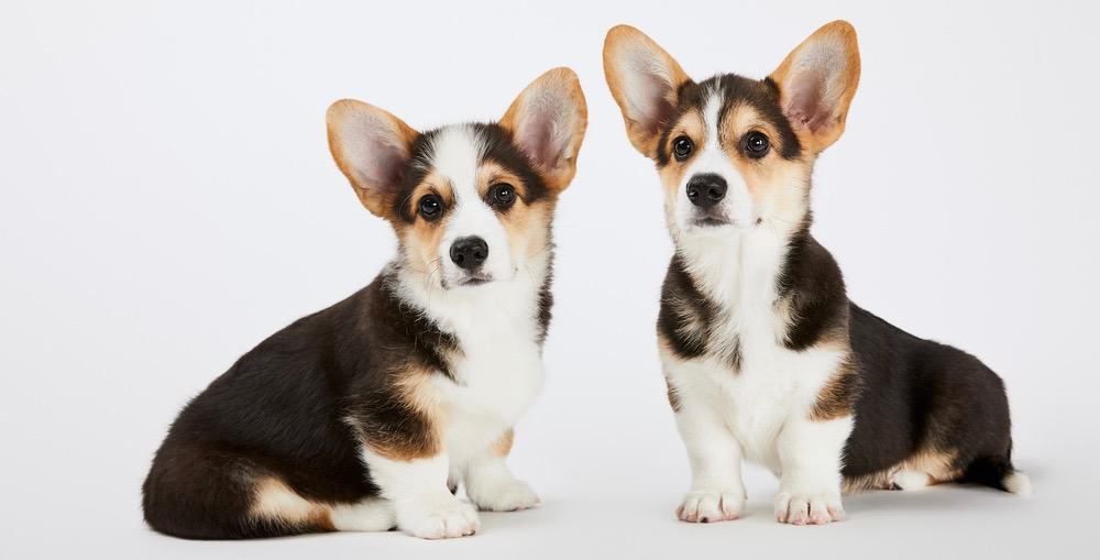 Corgi Puppy Development