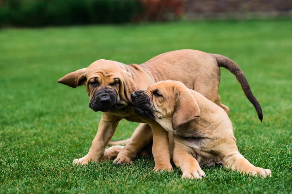 how much should my english mastiff puppy weigh