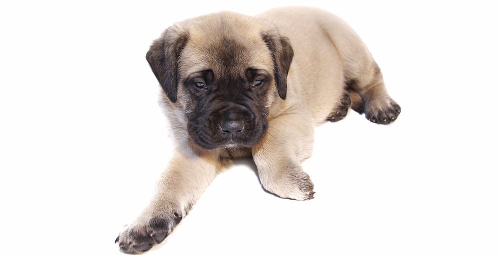 how much should english mastiff puppies weigh