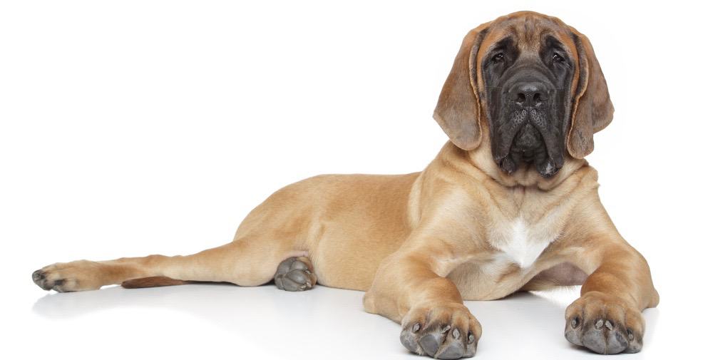 how long do english mastiffs grow