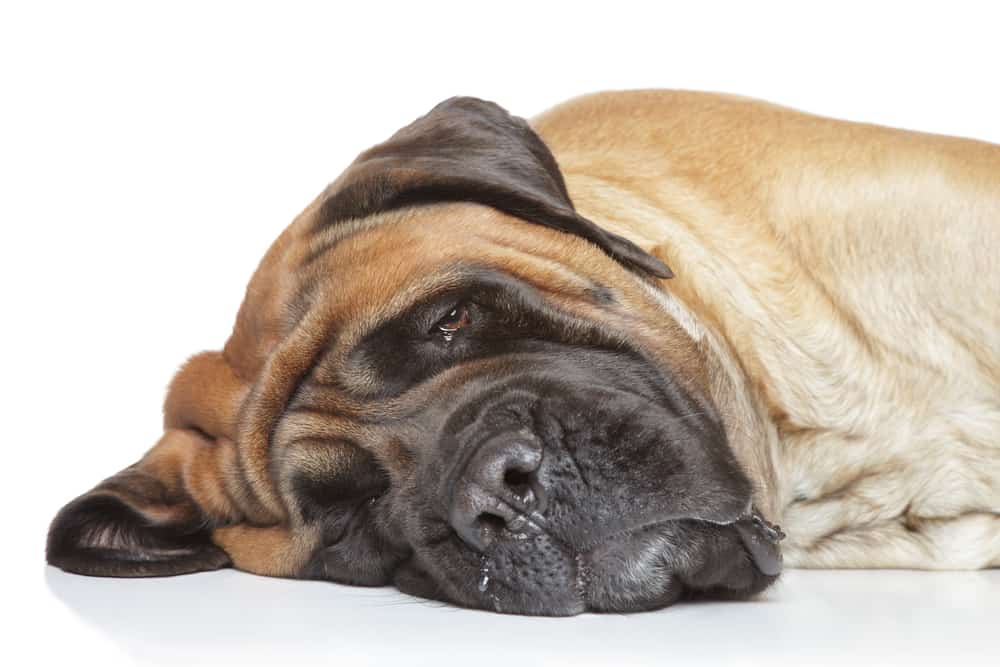 what is the sizeof english mastiff neck